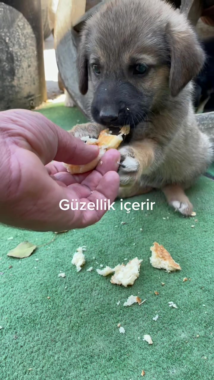 @Ferit