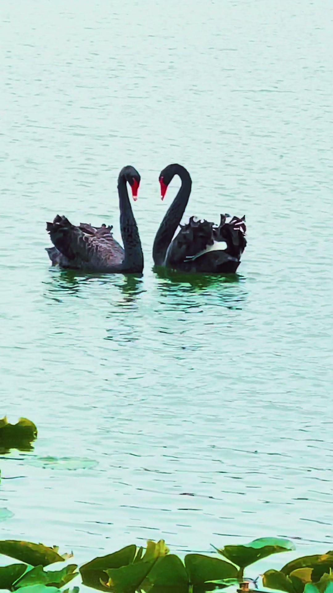 @Florida-wildlife