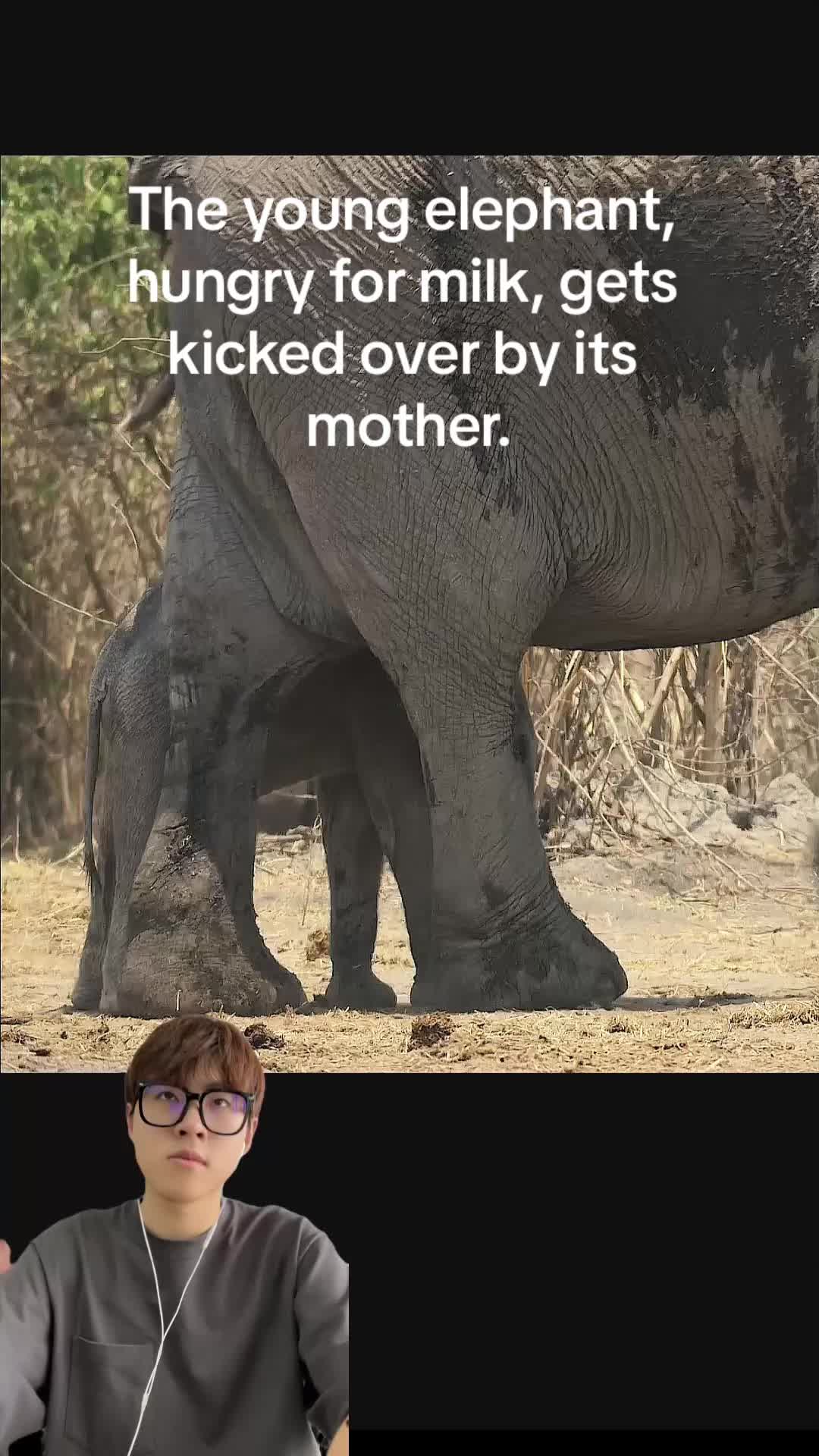 @aboutanimals