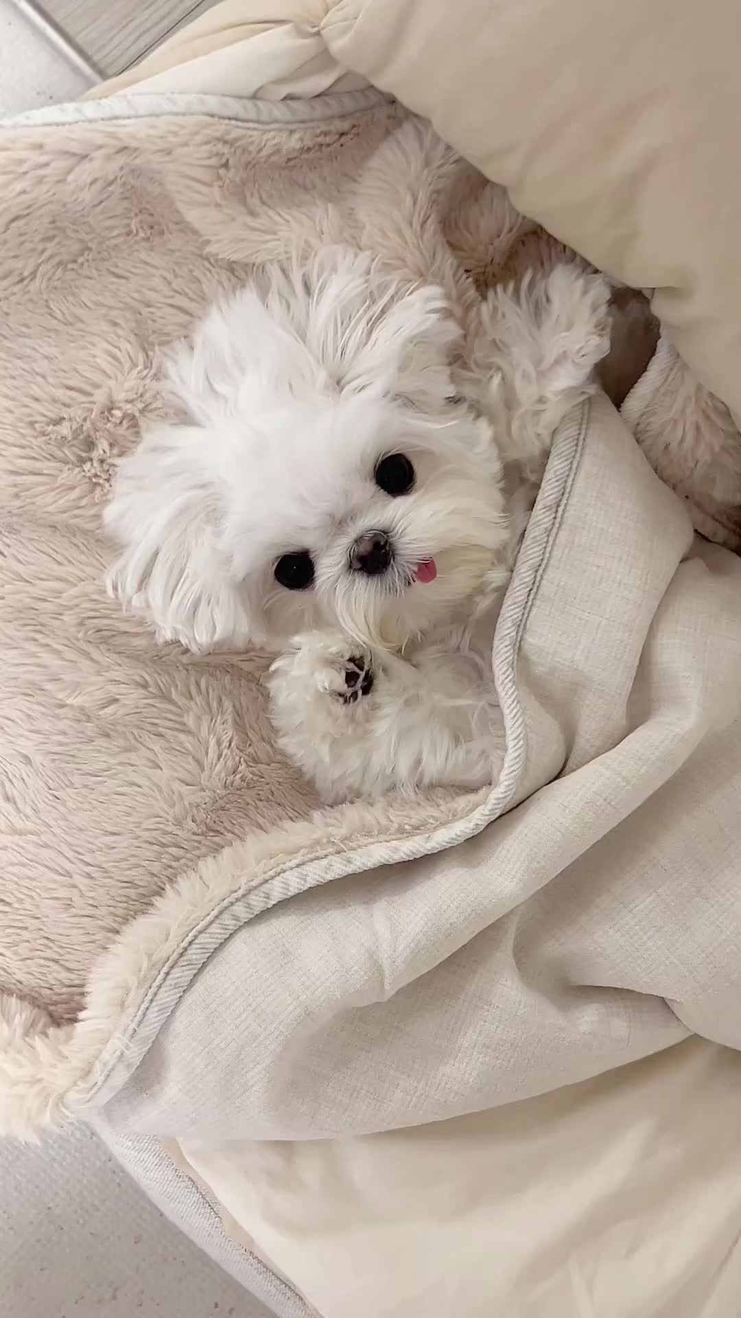@mildred.the.maltese