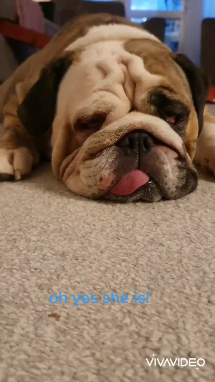 @bulldogCoco