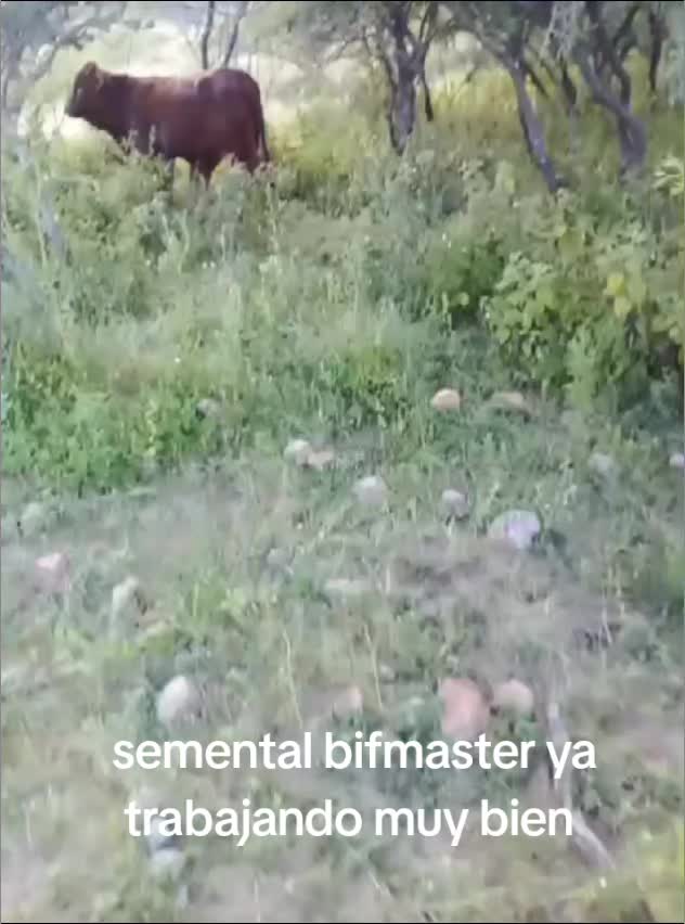 @joserefugiodiaz49