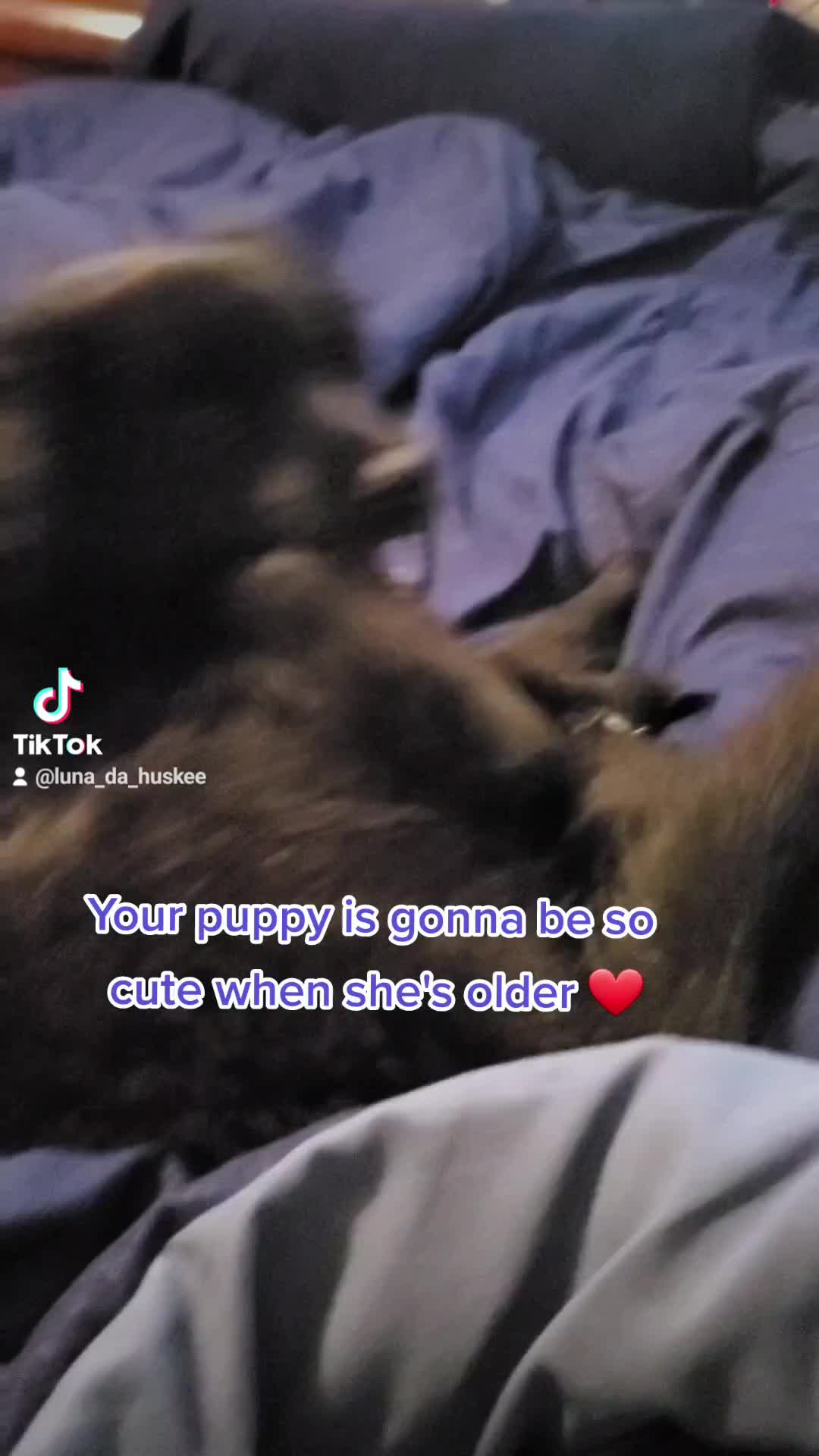 @Luna Husky