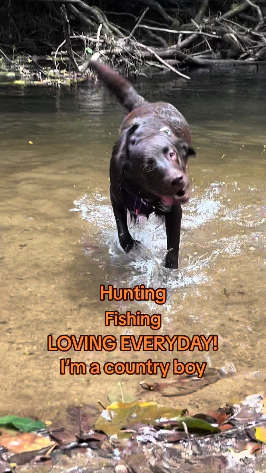 @🐾SOUL DOG TULLY 🐾
