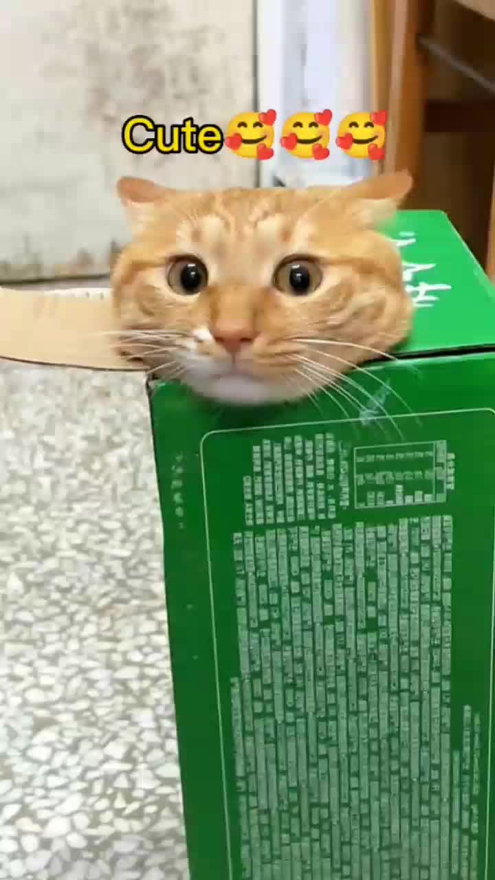 @funnypets818