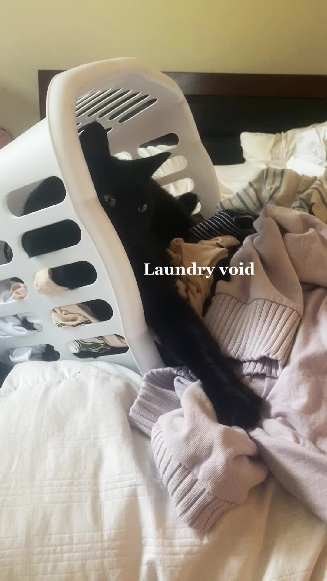 @Mr. Tiny Bagheera