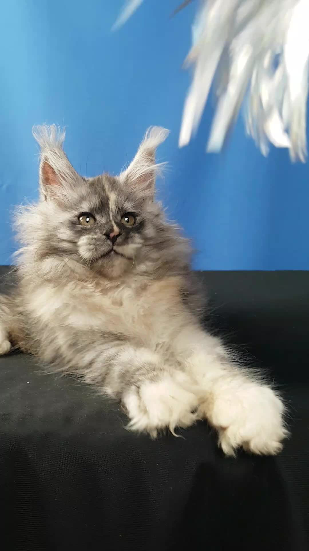 @Maine coon kitten