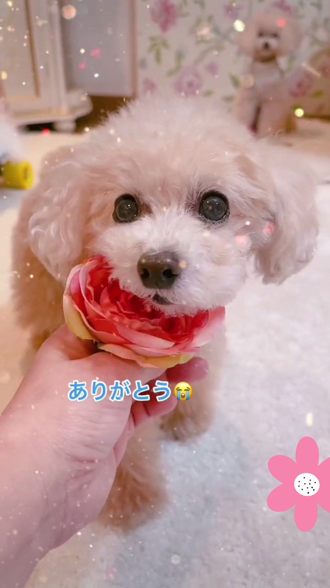 @🍮🍓プリッフィー🍮🍓