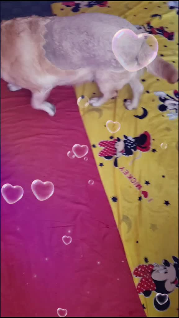 @House of PETs