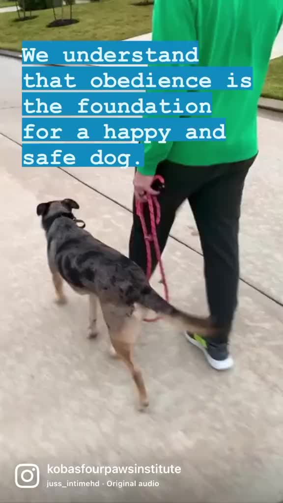 @Koba’s Four Paws Institute
