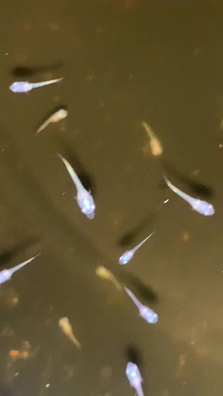 @HCw Betta