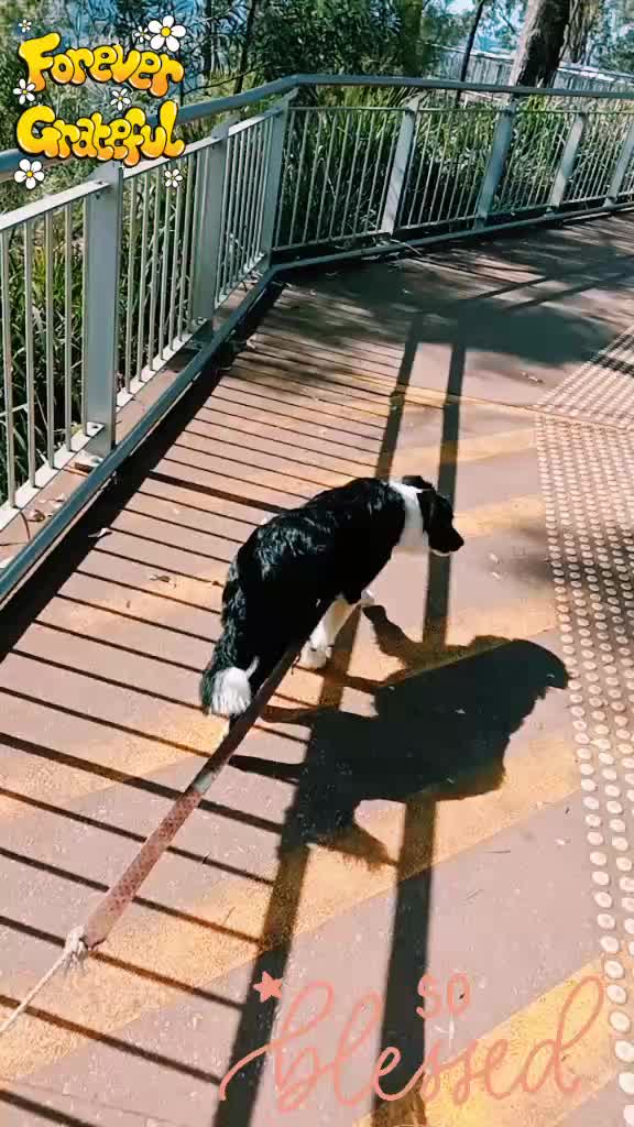 @Venus SuperTramp