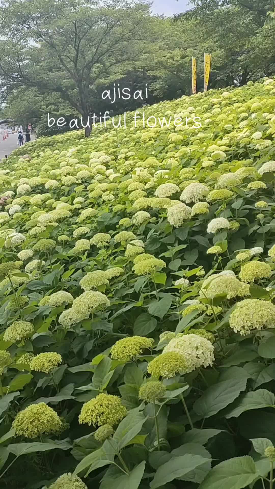 @beauty & mystery of Japan