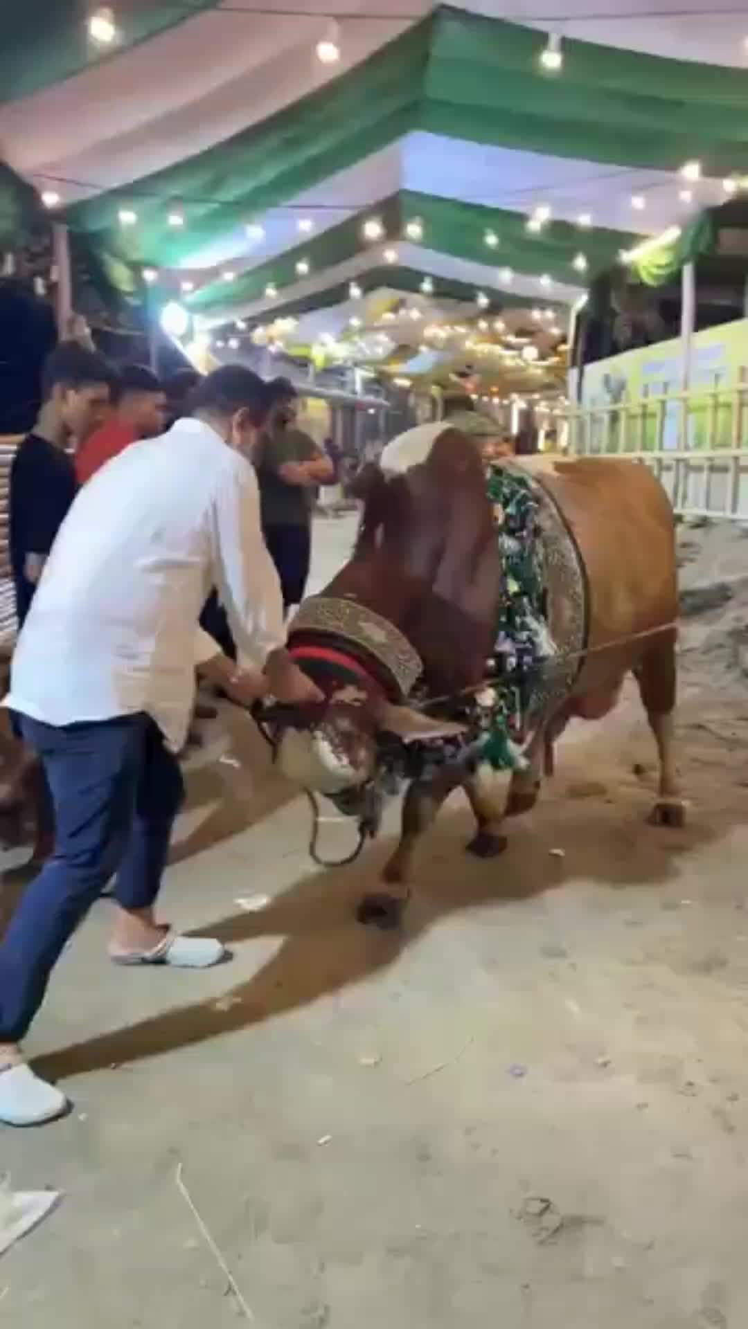 @গরুর ঘর🐄