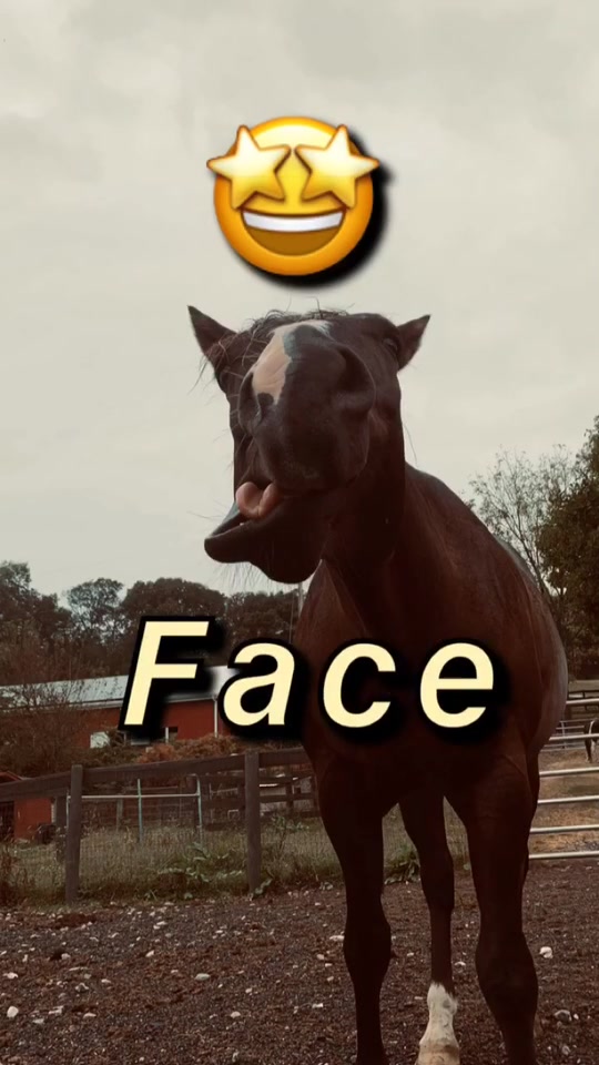 @Equine.blessings