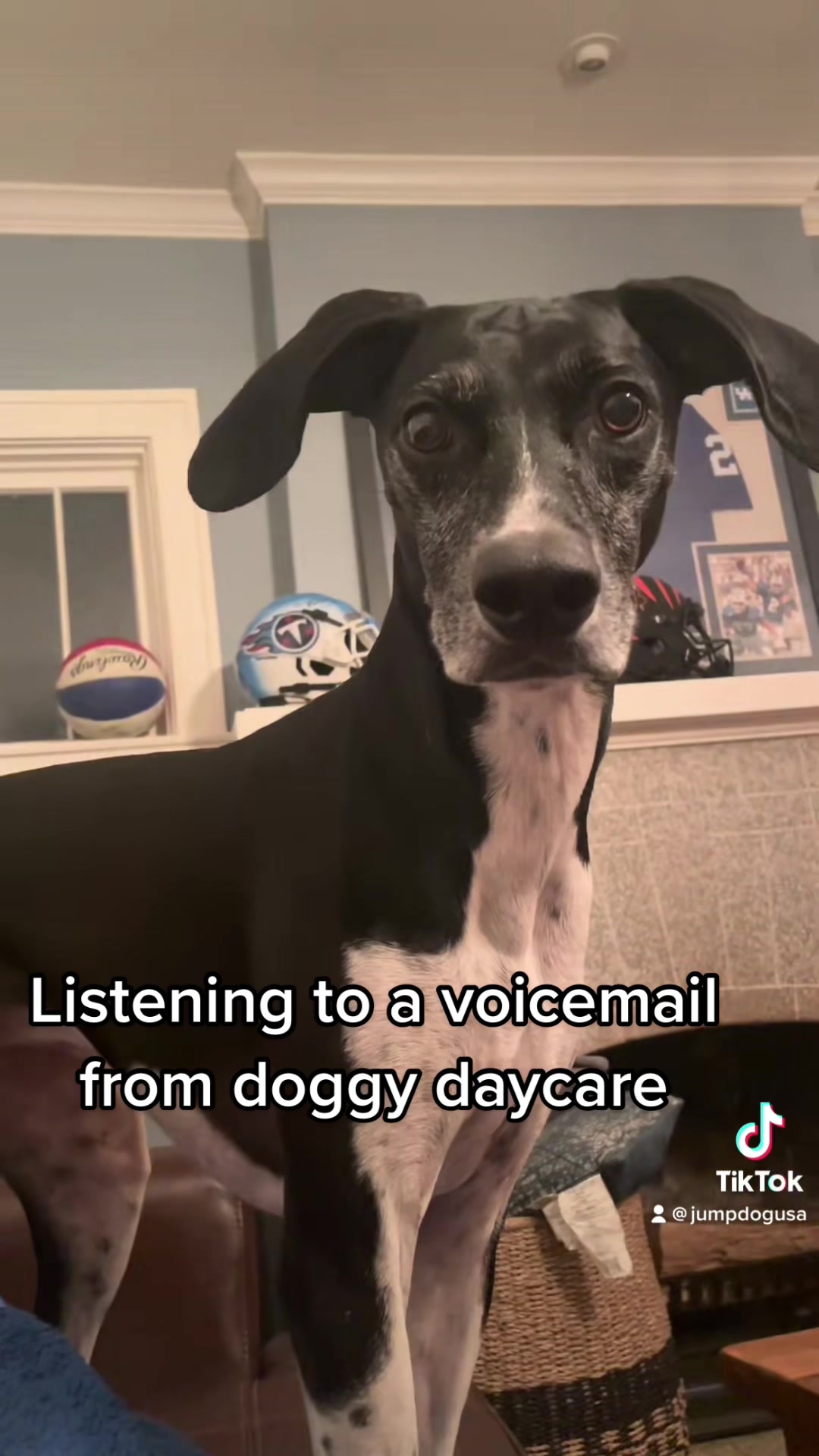 @Lexithejumpingdog