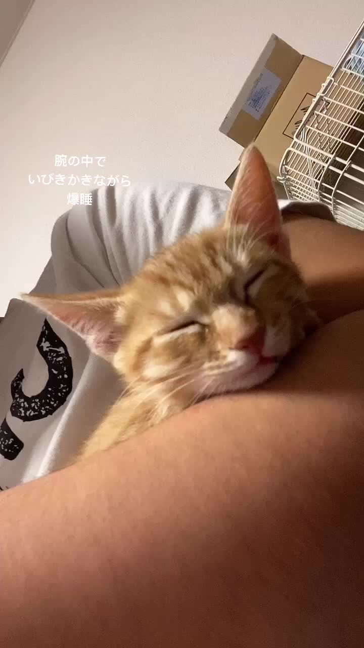 @Toomo-cats🐈
