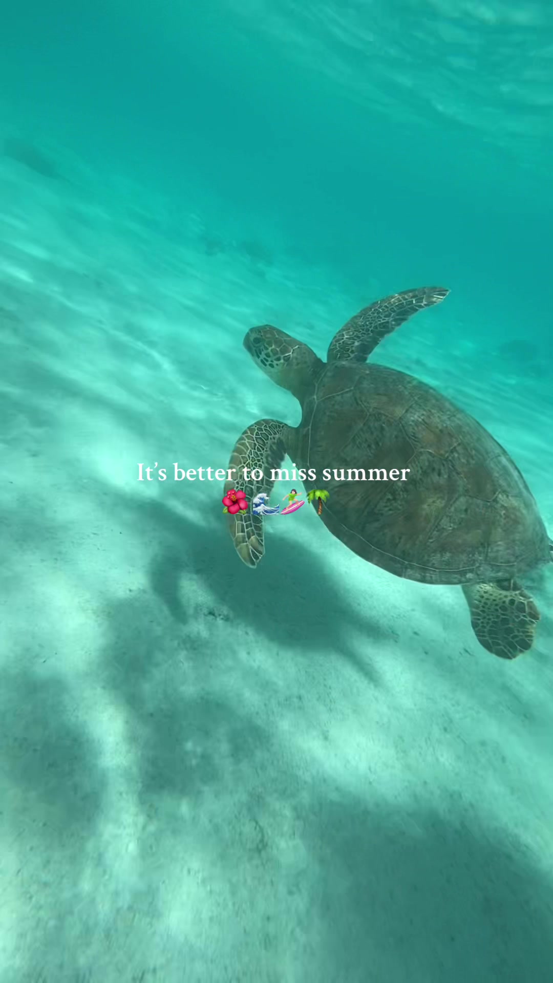 @🤿🌊🌺🐚☀️🦭