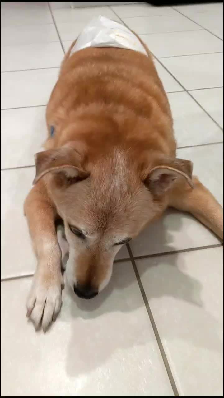 @Teddy the Mutt