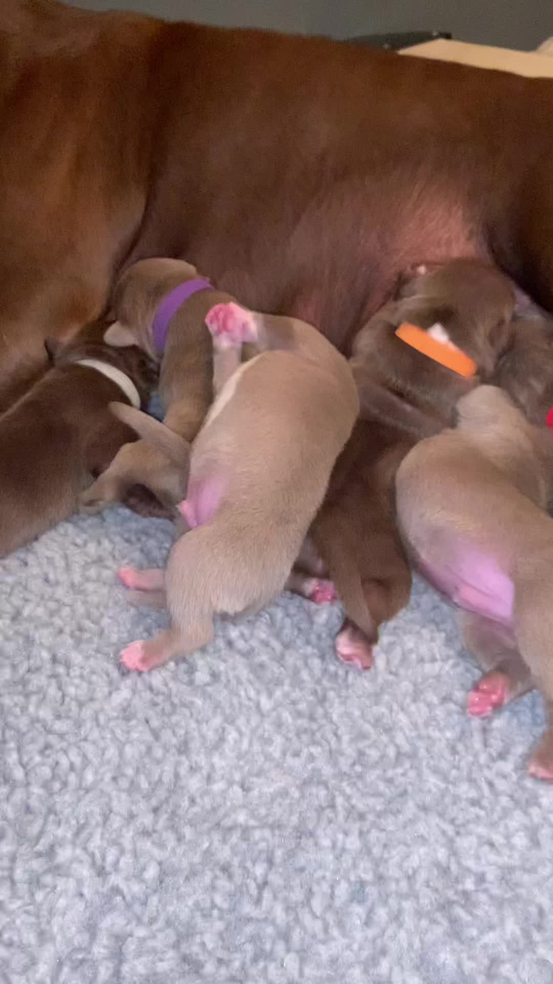 @Mount_Ruckus_Kennels