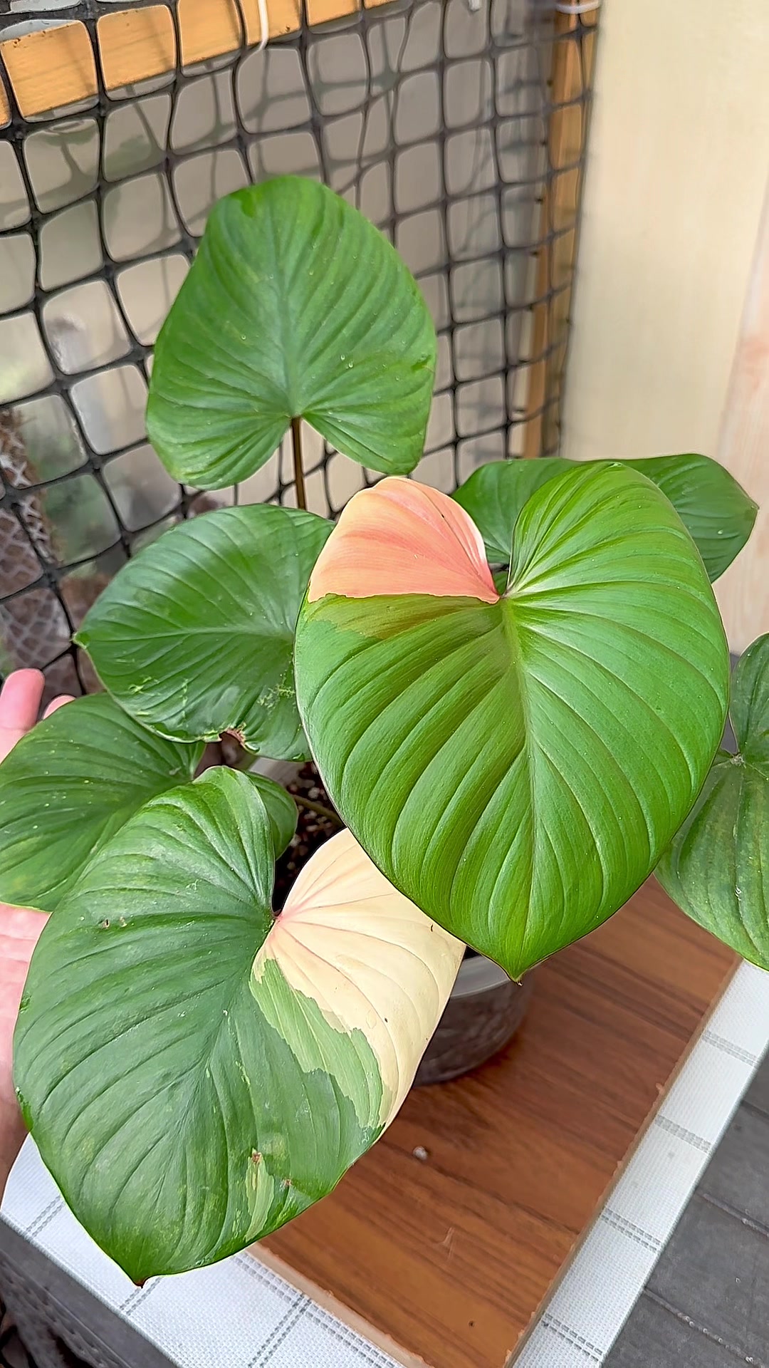 @A piece of green