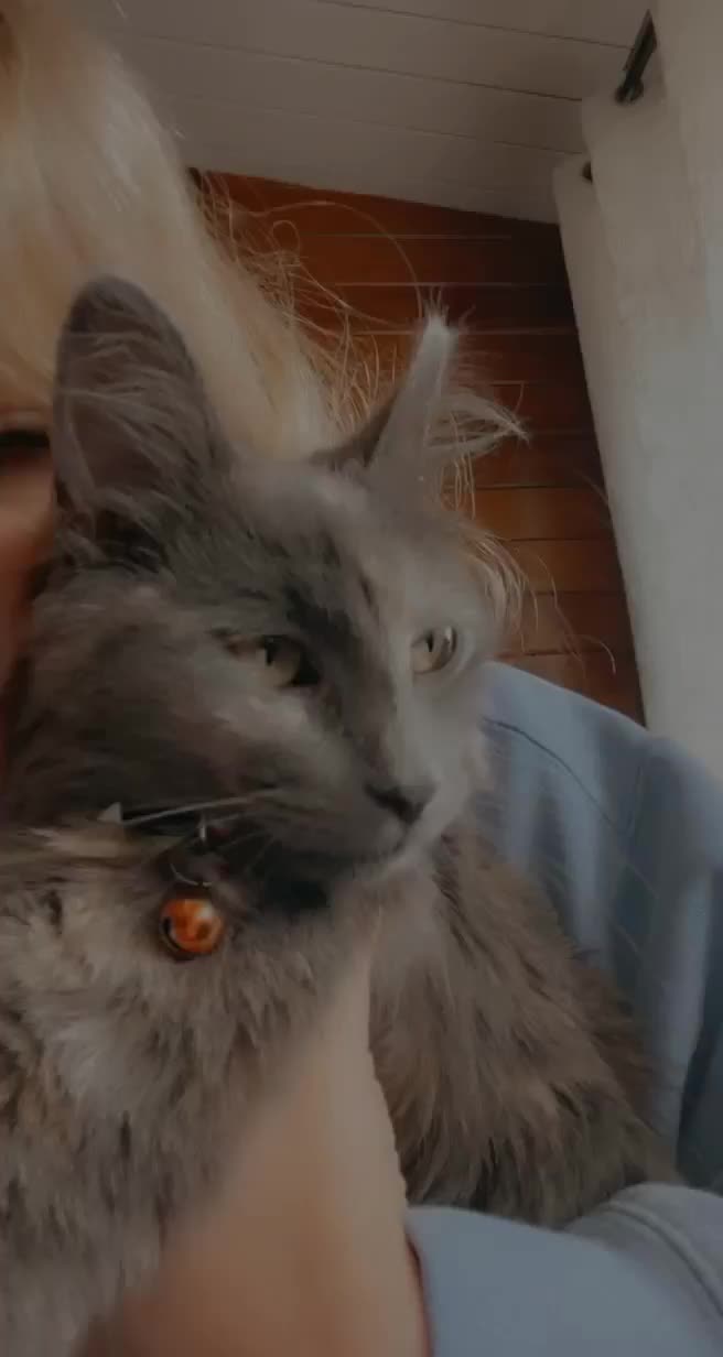 @Sophie the Blind Kitty