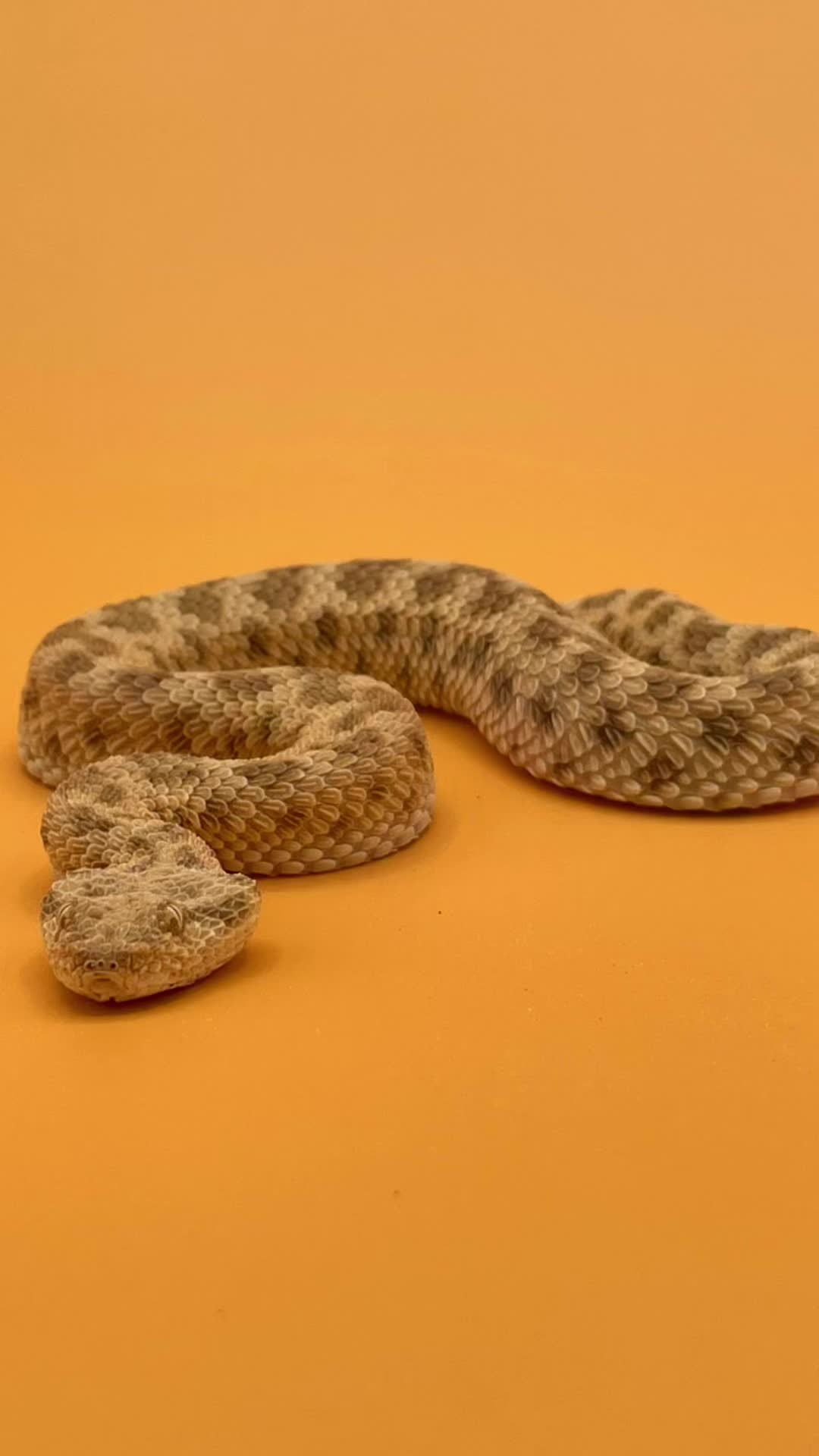 @Cryptid Exotics