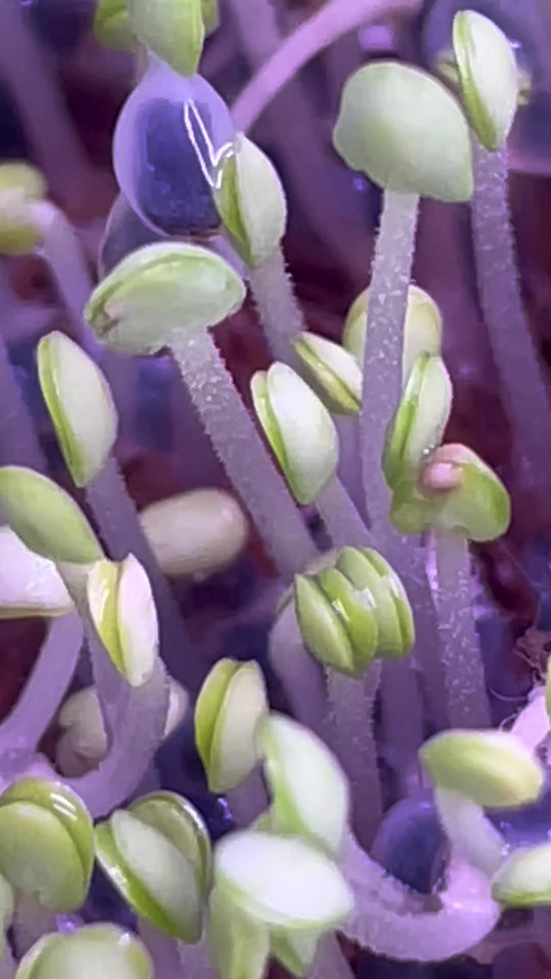 @shorecrestmicrogreens