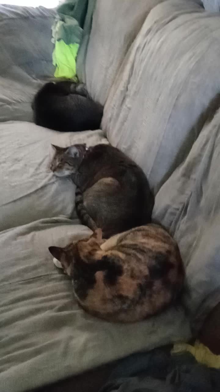 @catmommy