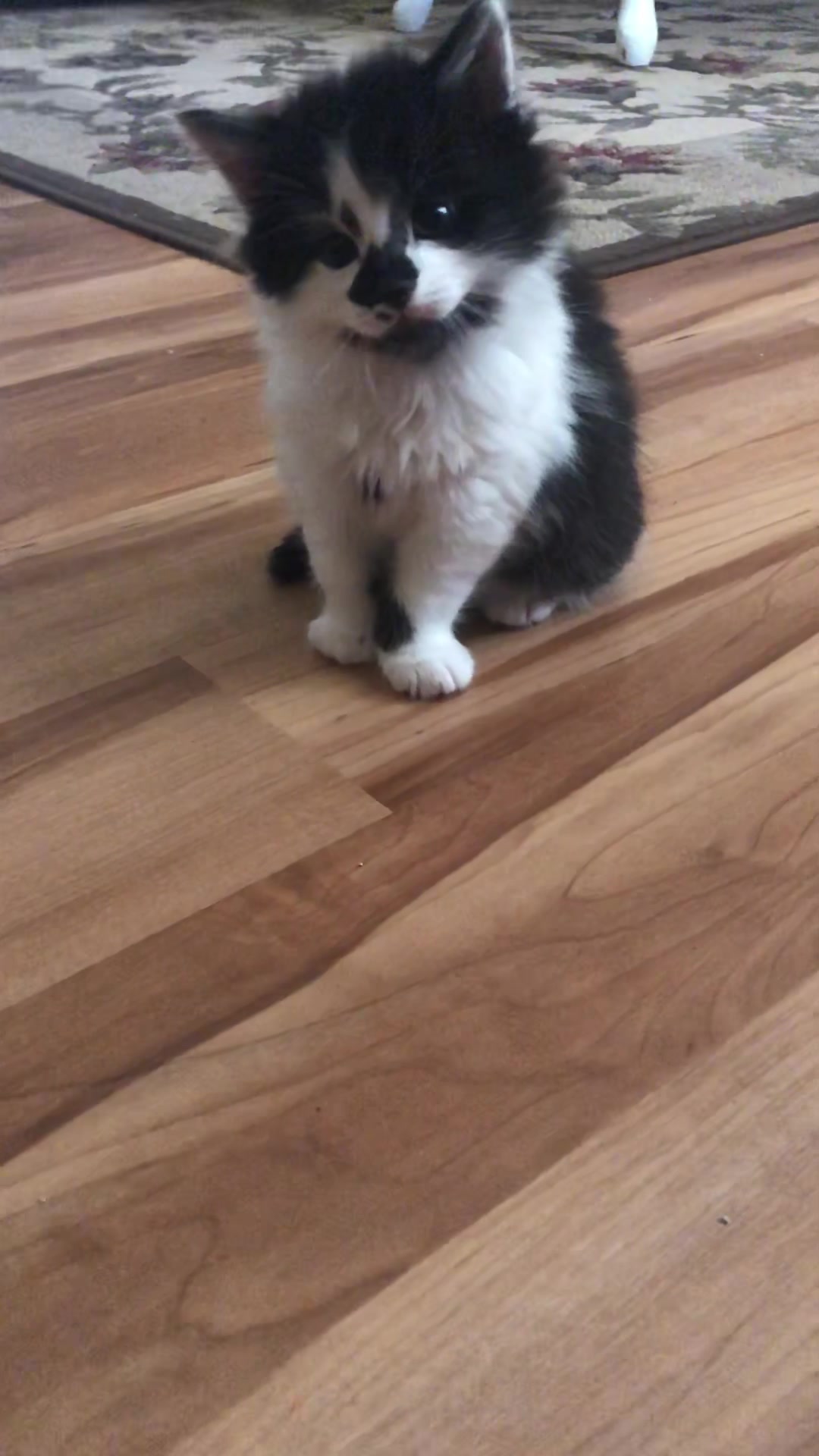@Macaroni the Cat