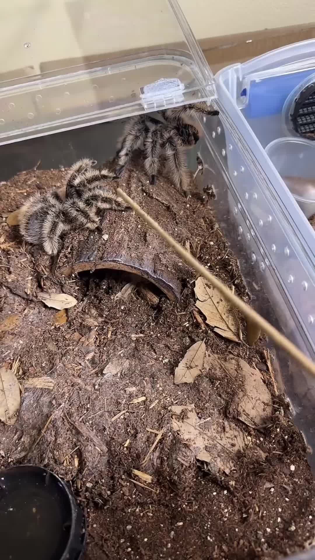 @HTL Exotics