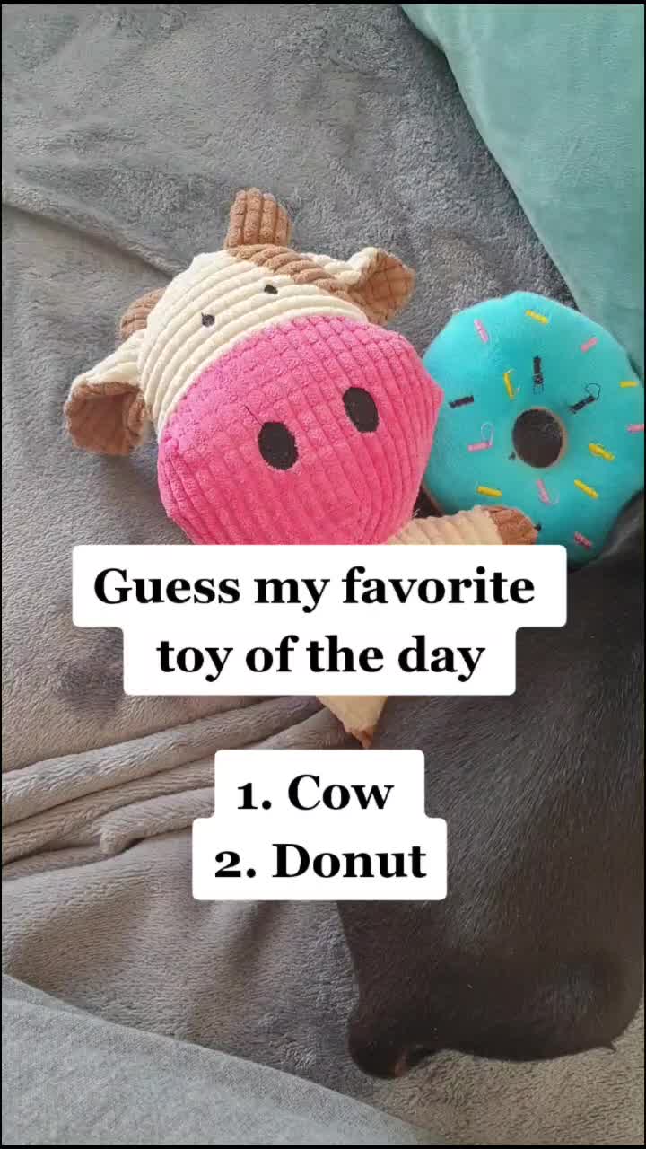 @Otto the mini dachshund