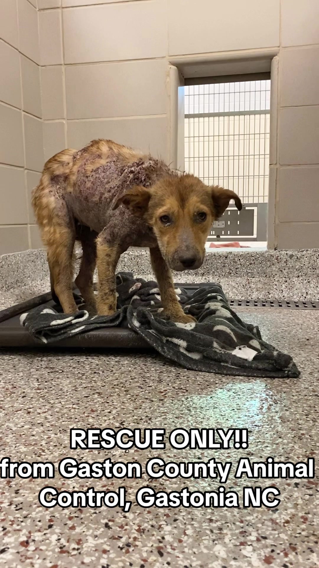 @Happy Tails Rescue, Inc.