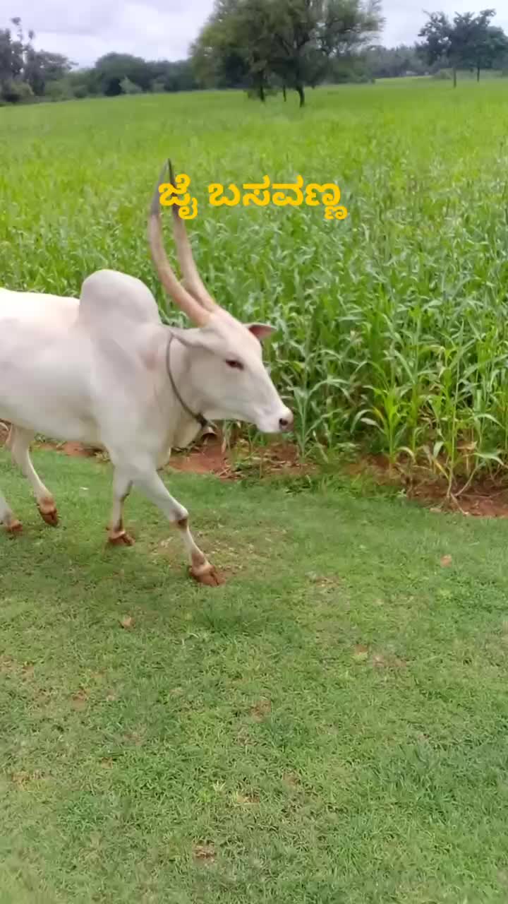 @ಗಡಿನಾಡು ಗುಂಡ್ಲುಪೇಟೆ