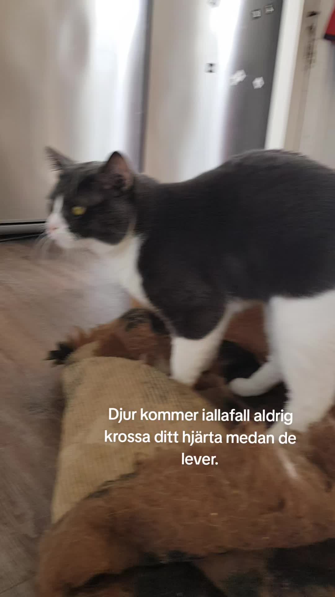 @𝑇𝑟𝑎𝑘𝑡𝑜𝑟𝑚𝑜𝑎