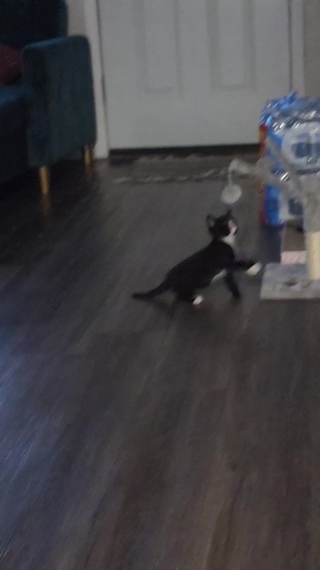 @Superkitties