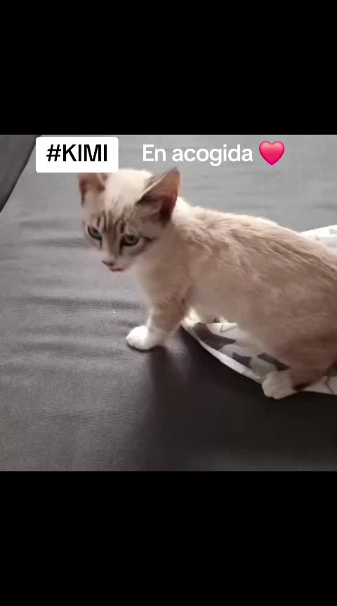 @SOS FELINA TENERIFE