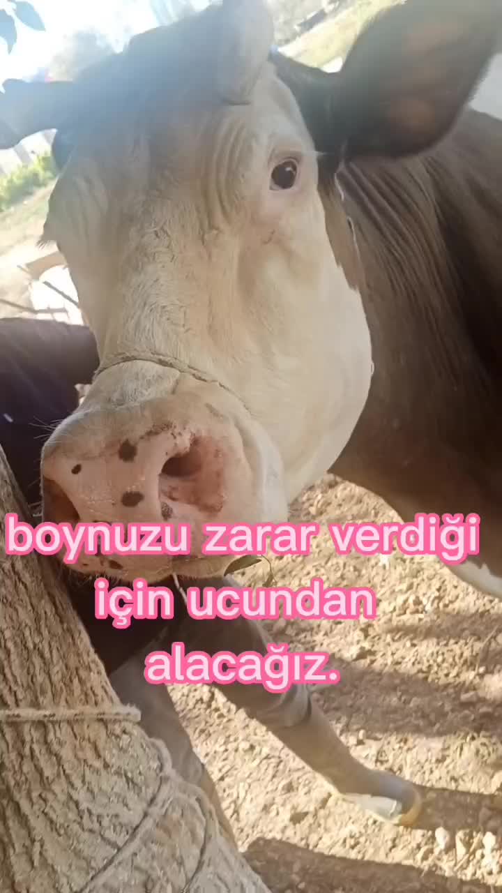 @Vet. Hek. Mehmet bozan SAMAK