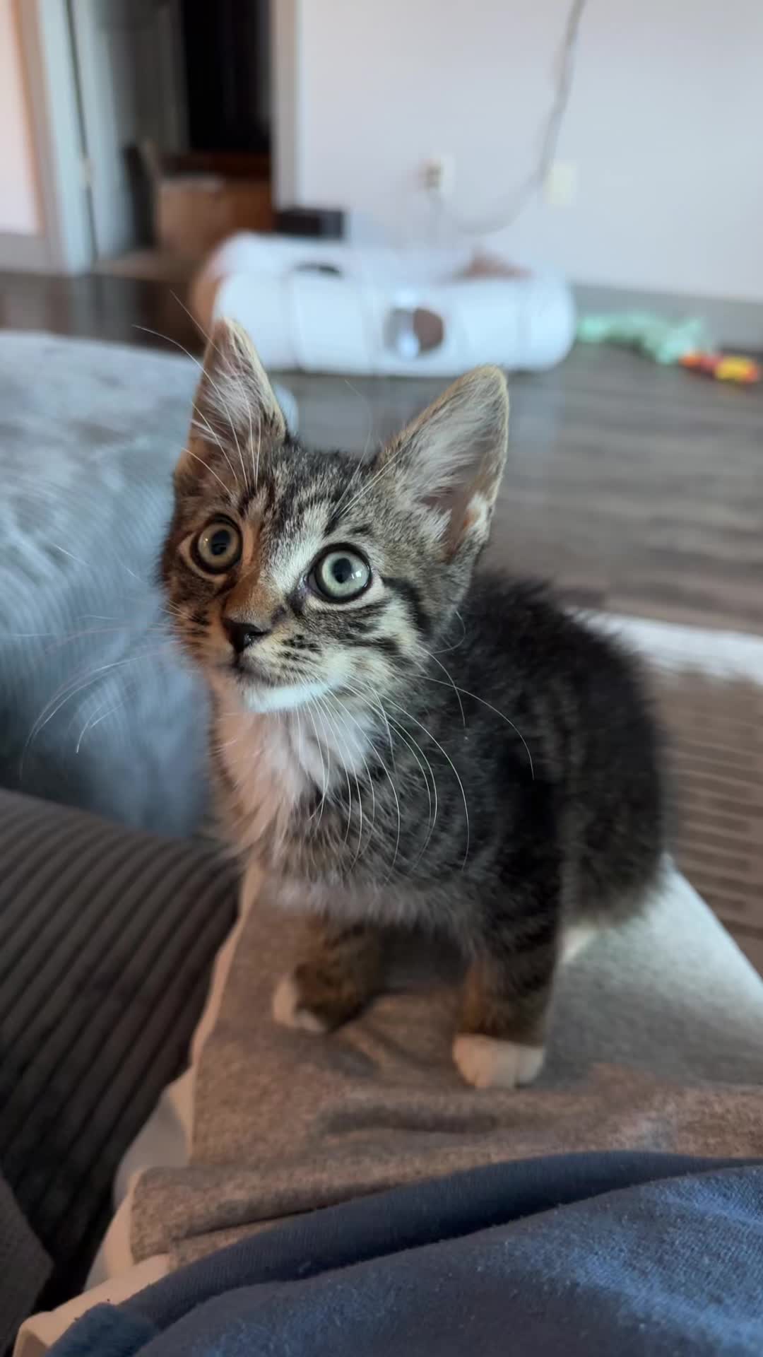 @KittyFam