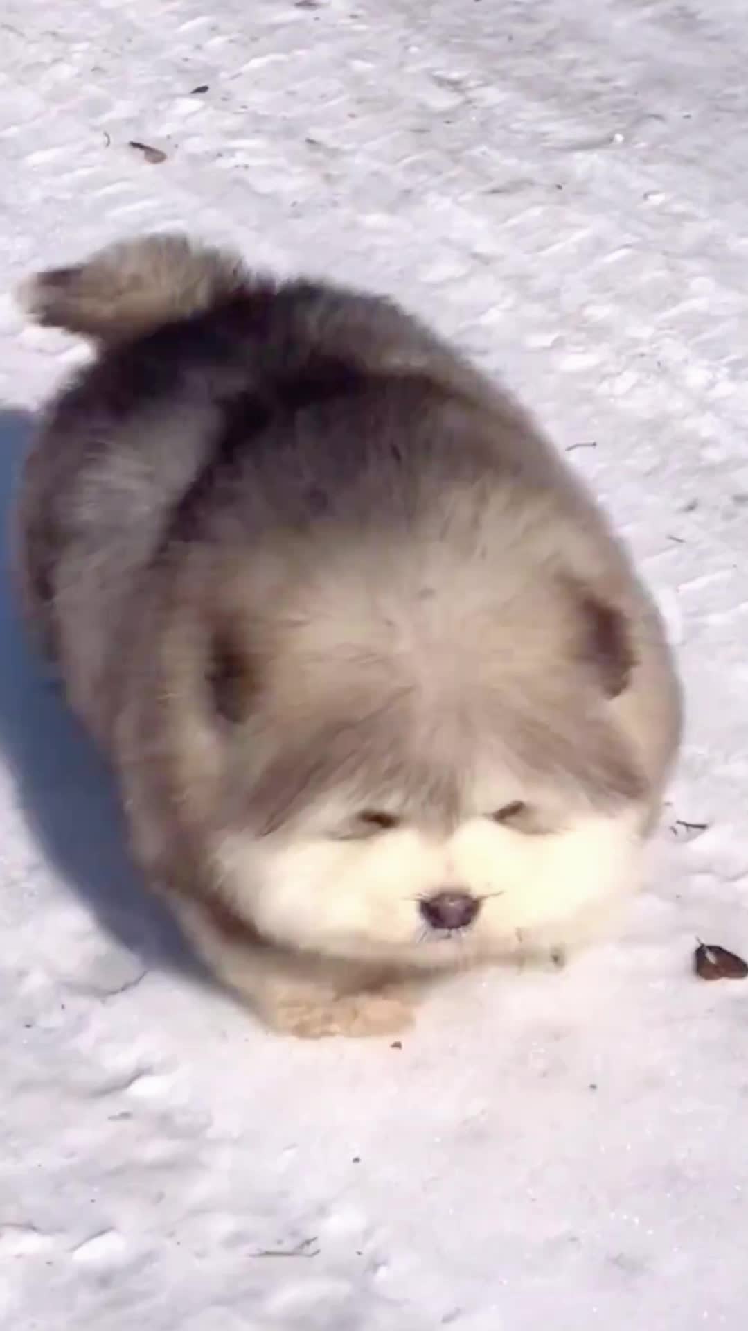 @doepetsupplies