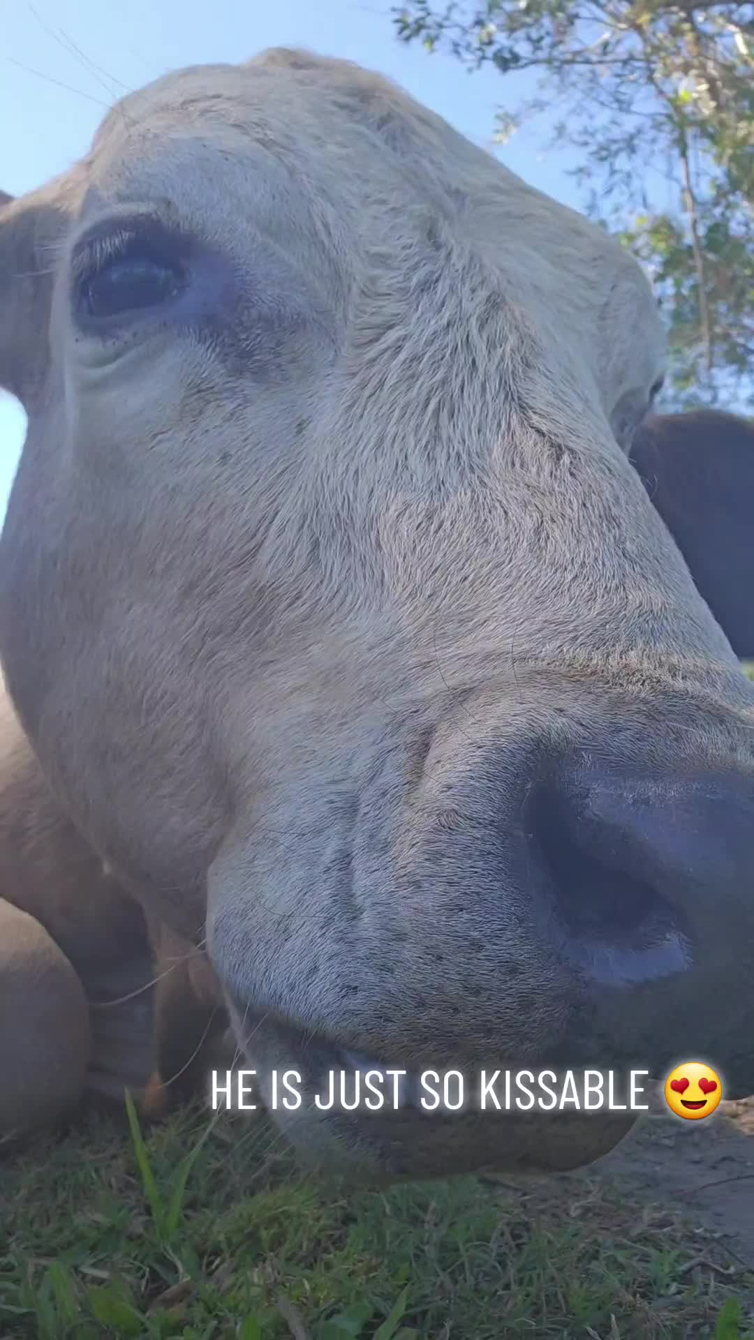 @CowLoverShop