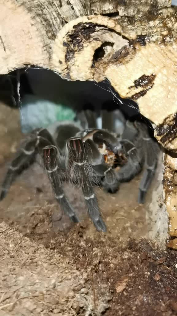 @angry_spider