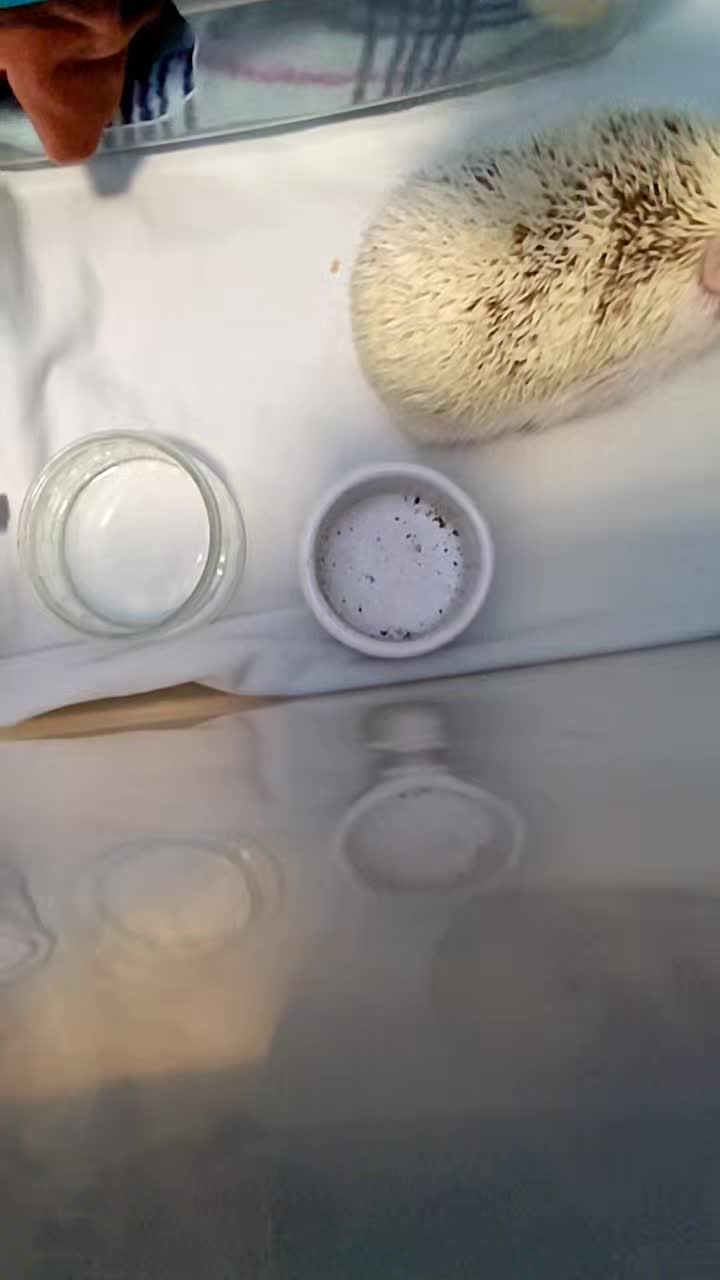 @hedgehogprecision