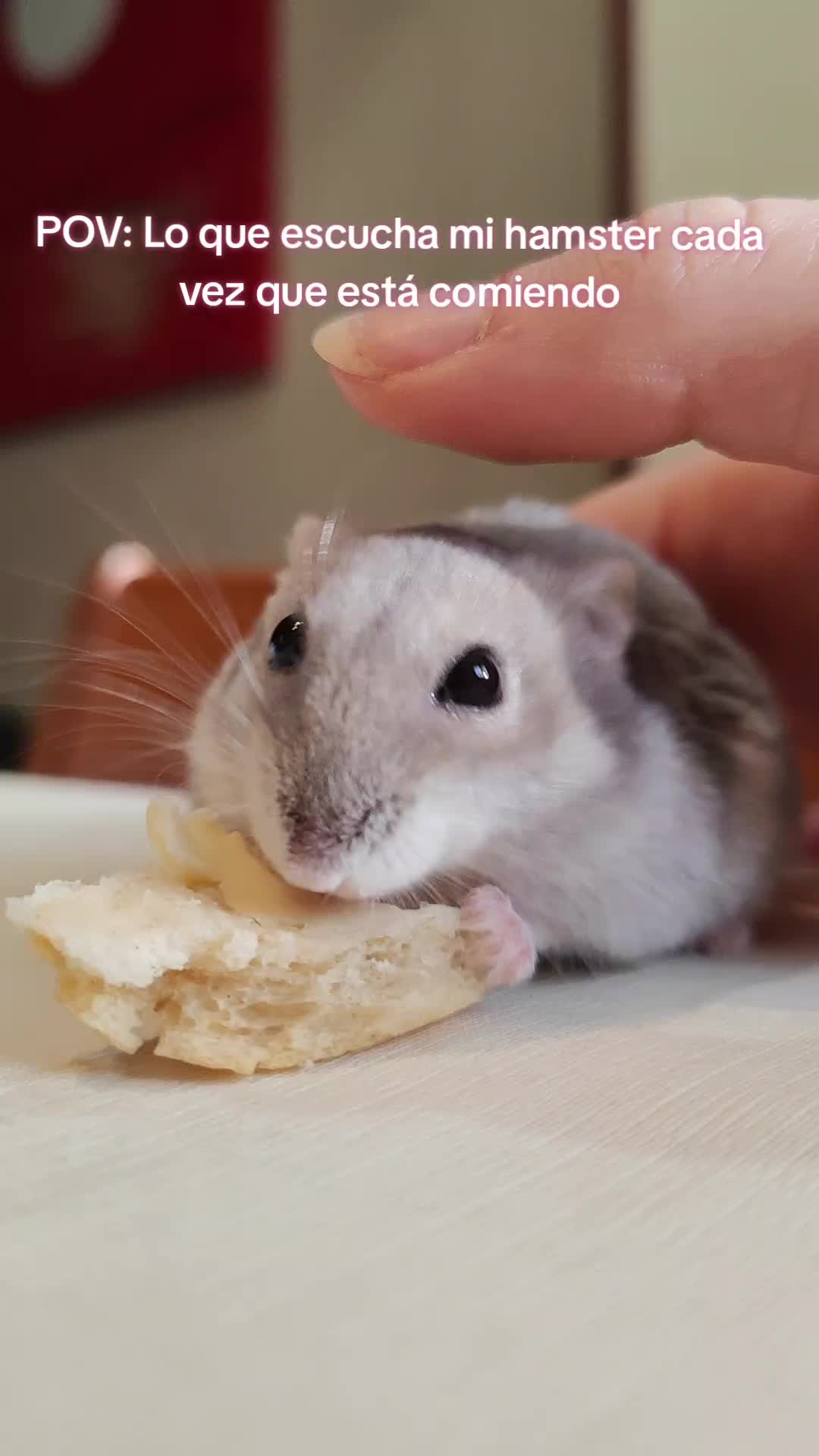 @◆🐹🅽︎ 🆈︎ 🅲︎🤍◆
