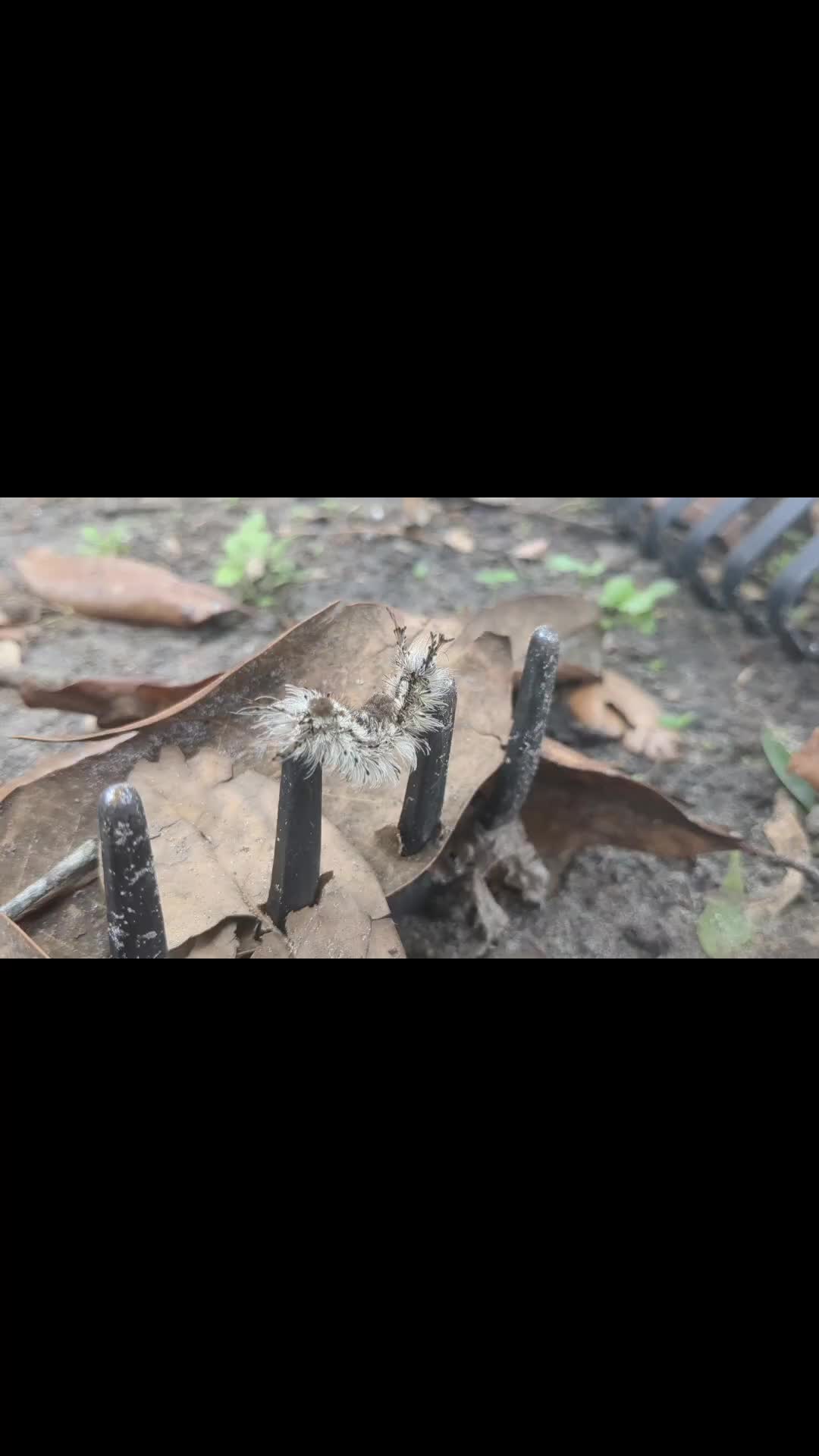@SpiritRealmHomestead