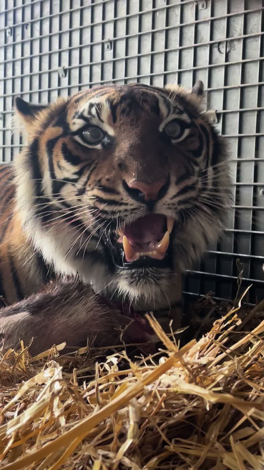@judeszoolife