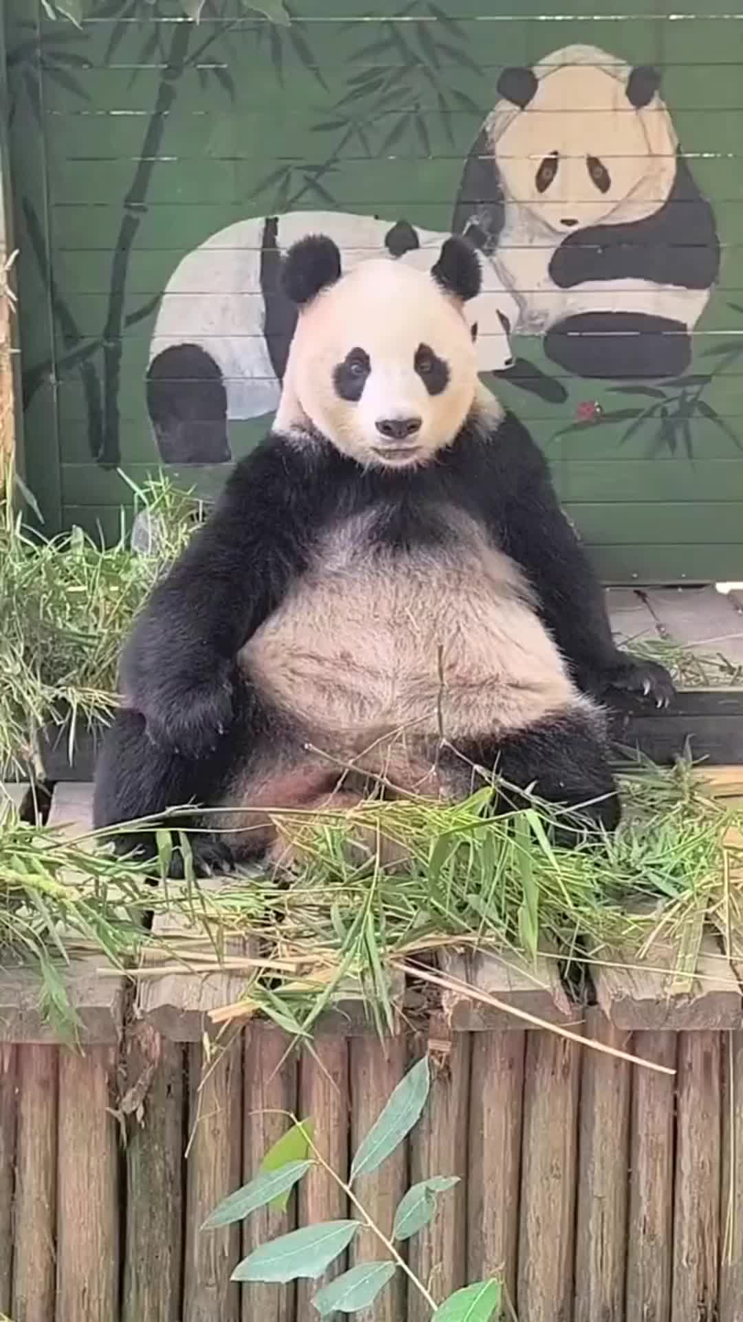 @meowhhcdntb