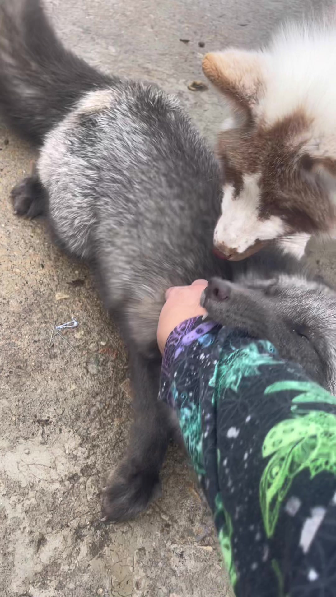 @Clevyr Creatures Fox Sanctuary
