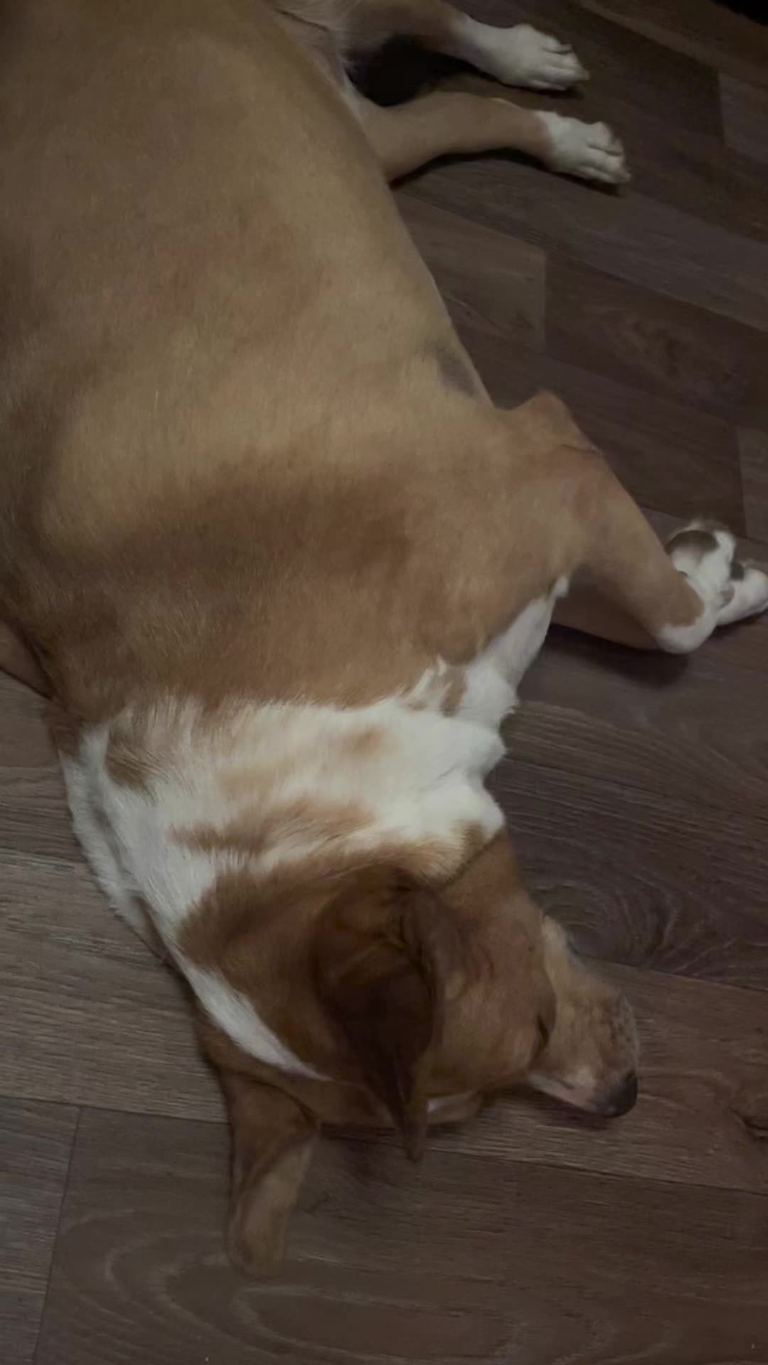 @jessicas_animals87