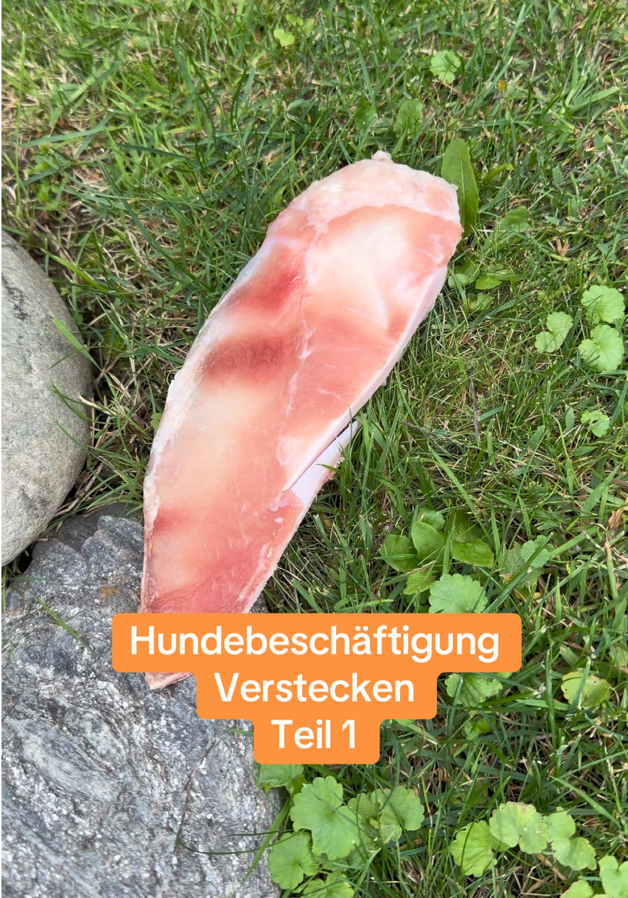@brav.isser